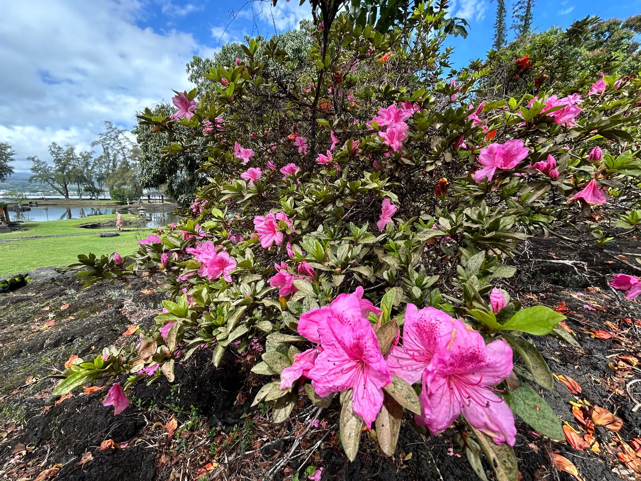 Japanese Azalea — Friends of Liliʻuokalani Gardens in Hilo